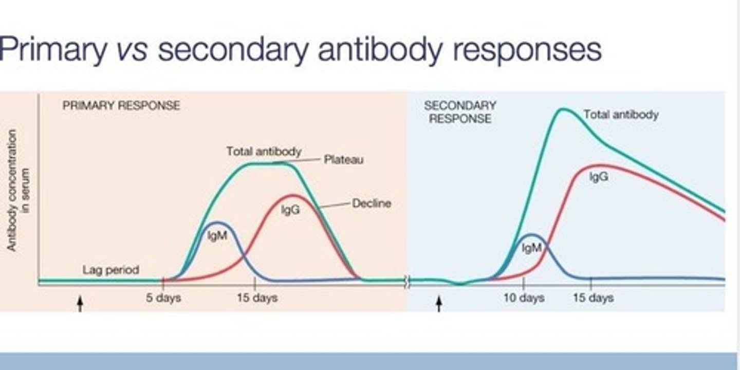 <p>Ability to remember past antigens for faster response.</p>