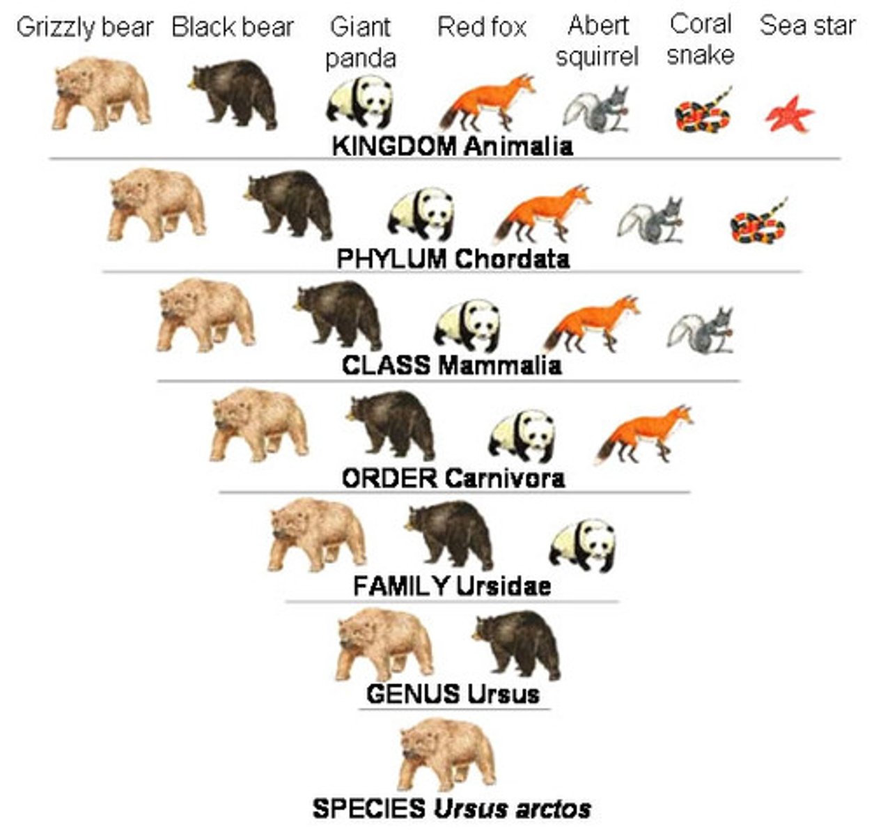 <p>Domain, Kingdom, Phylum, Class, Order, Family, Genus, Species</p>
