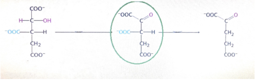 <p>name the intermediate shown in circle during the TCA cycle</p>