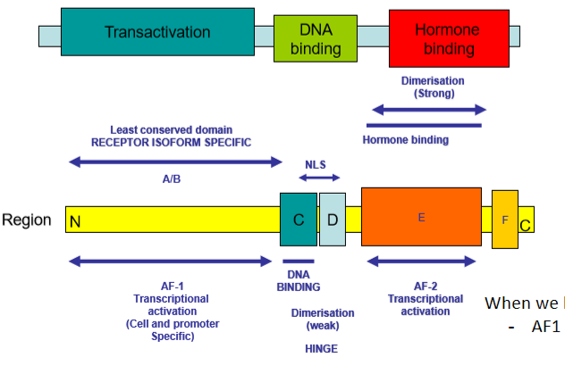 <ul><li><p><span>3 overarching domains</span></p><ul><li><p><span>Hormone binding</span></p></li><li><p><span>DNA binding</span></p></li><li><p><span>Transactivation - allows protein to be expressed</span></p></li></ul></li><li><p><span>In hormone binding domain:</span></p><ul><li><p><span>There is region AF-2 - transcriptional activation part</span></p></li></ul></li><li><p><span>In transactivation domain:</span></p><ul><li><p><span>There is AF-1</span></p></li></ul></li><li><p><span>When AF-1 and AF-2 work together to upregulate gene expression</span></p></li></ul><p>basc: When we bind hormone to hormone binding domain</p><ul><li><p><span>AF1 + AF2 work together to increase the expression of that gene</span></p></li></ul><p></p>