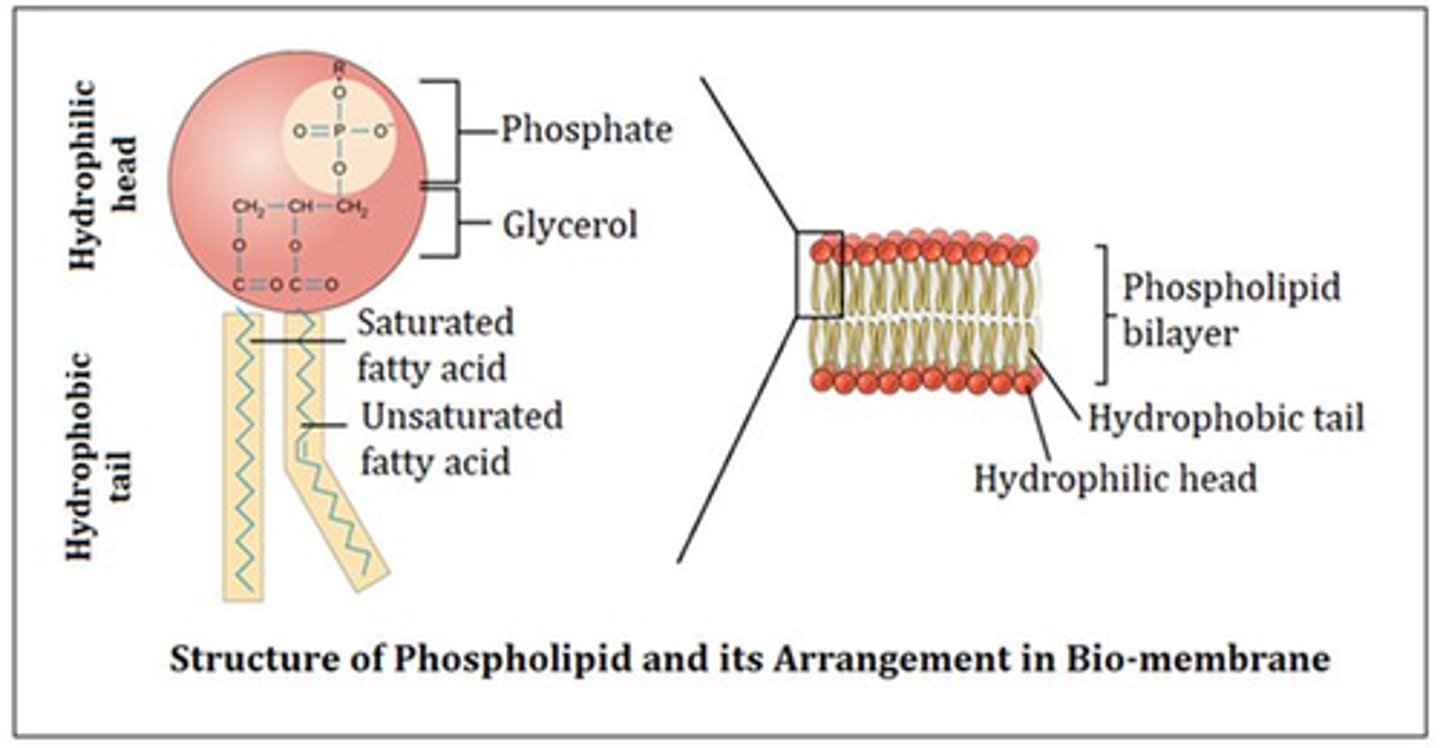 <p>-made of glycerol, two fatty acid tails, and a phosphate-linked head group</p><p>-hydrophilic head and hydrophobic tail</p><p>-phospholipids spontaneously form a double layer called a lipid bilayer. Philic heads face out and phobic tails point away from water. (this is hat creates cell membranes).</p>
