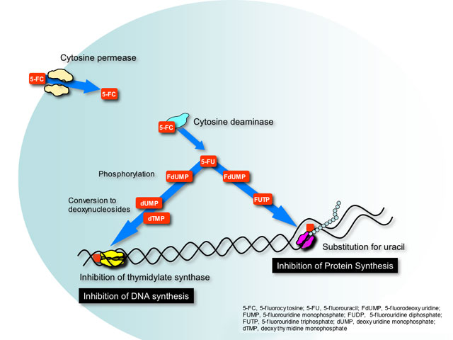 <ul><li><p>systemically active</p></li><li><p>interferes with the synthesis of DNA, RNA and proteins of the fungal cell wall</p></li><li><p>Enters the cell wall via cytosine permease; converted by cytosine deaminase in fungal cells to <em>fluorouracil </em>— which competes with uracil and results in RNA miscoding</p></li><li><p><em>fluorouracil </em>is metabolized to 5-fluorodeoxyuridylic acid which halts DNA synthesis</p></li><li><p>Fungistatic</p></li><li><p>limited spectrum of activity</p></li><li><p>typically used in combination with another antifungal agent due to resistance</p><p></p><p></p></li></ul><p></p>