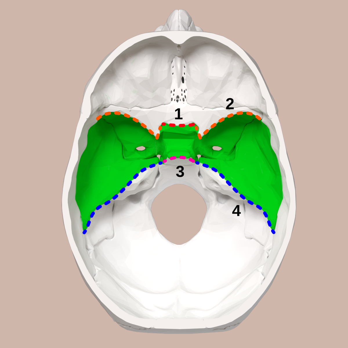 knowt flashcard image