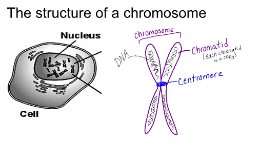 <p>Chromatins vs Chromosomes</p>