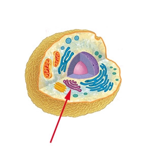 <p>modifies and packages proteins for export by the cell</p>