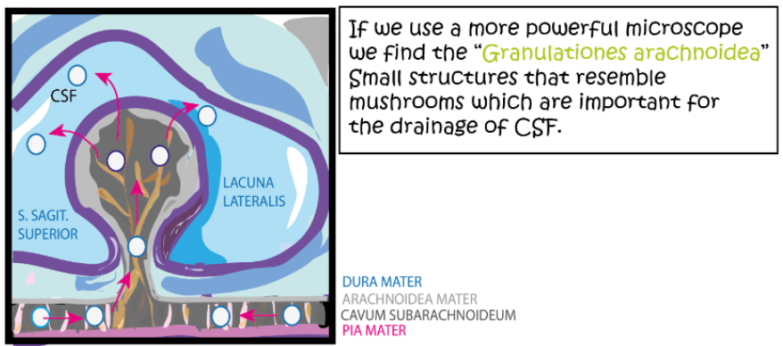 <p>What is the space between the arachnoid and the Pia called? What is its function?</p>