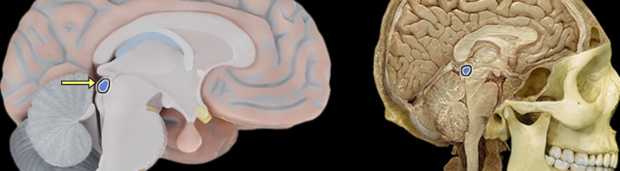 <p>Superior colliculus</p>