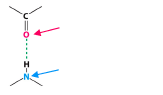 <p>O is the hydrogen bond <span style="color: mediumseagreen"><strong>[acceptor or donor]</strong></span></p><p>N is the hydrogen bond <span style="color: mediumseagreen"><strong>[acceptor or donor]</strong></span></p>