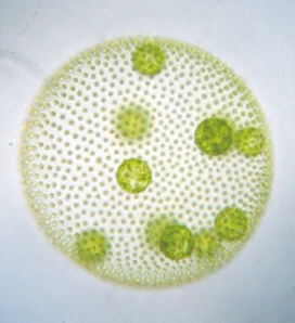 <p>Which protist is this?</p>