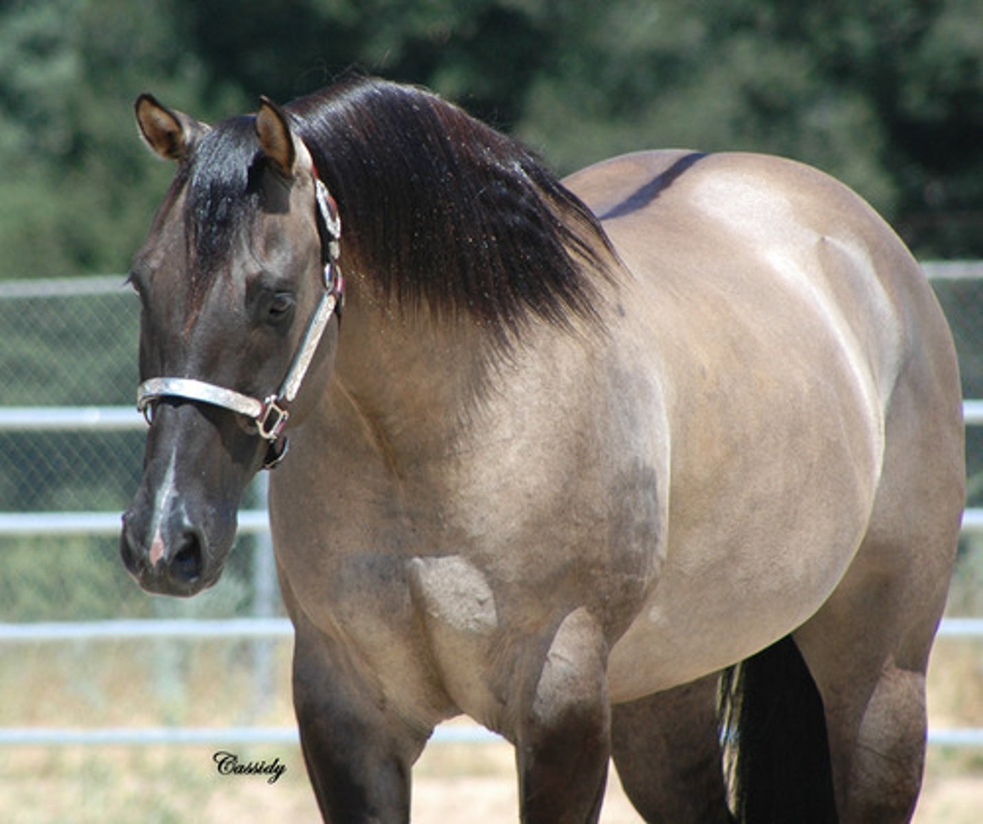 <p>Grulla</p>
