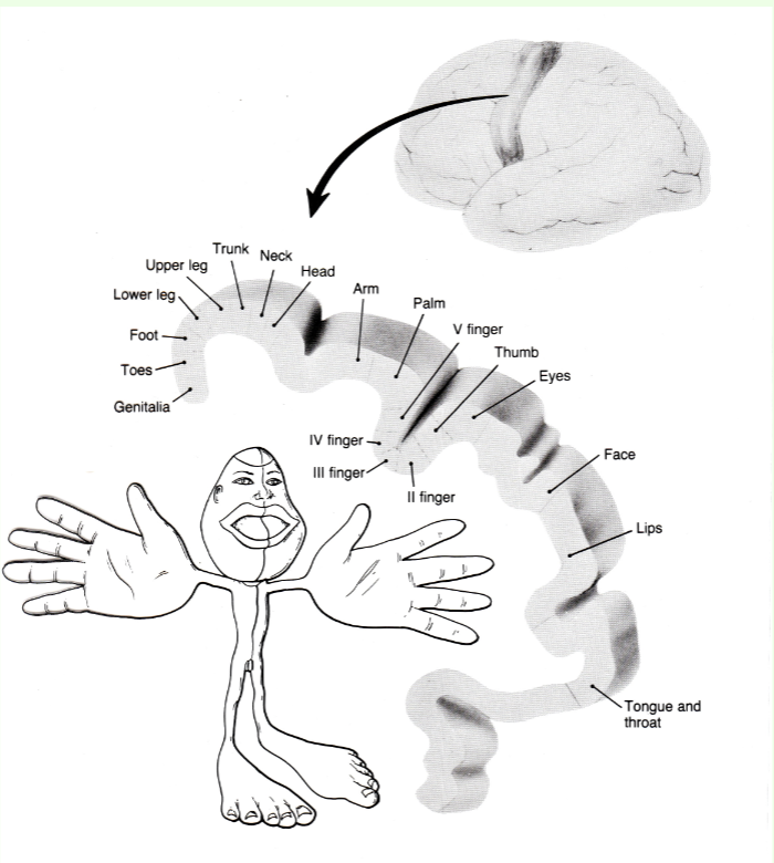 <p>electrical stimulation of association areas of brain during open brain surgery, patient fully conscious (body mapped onto brain, some limbs bigger because more sensitive</p>