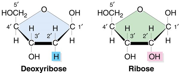 1. Dna is made of the sugar deoxyribose whereas RNA is made of the sugar Ribose 
2. the pyrimidines of DNA are Thymine (T) and Cytosine (C) whereas in RNA its Uracil (U) and Cytosine (C)