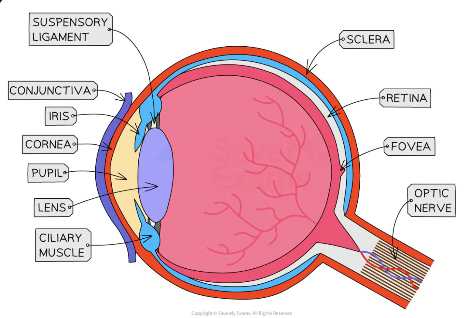 <p><span>Transparent covering at the front of the eye that refracts (bends) light</span></p>