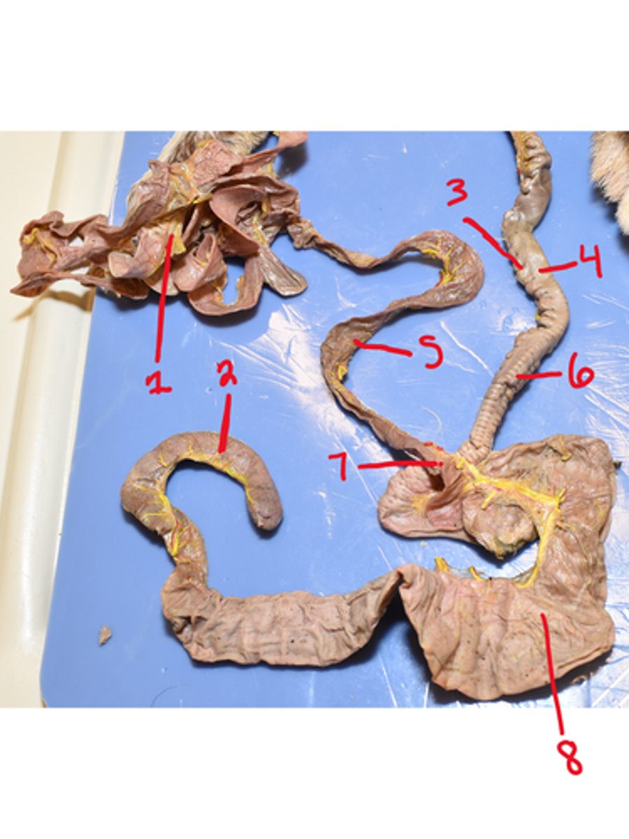 <p>What is structure #7</p>