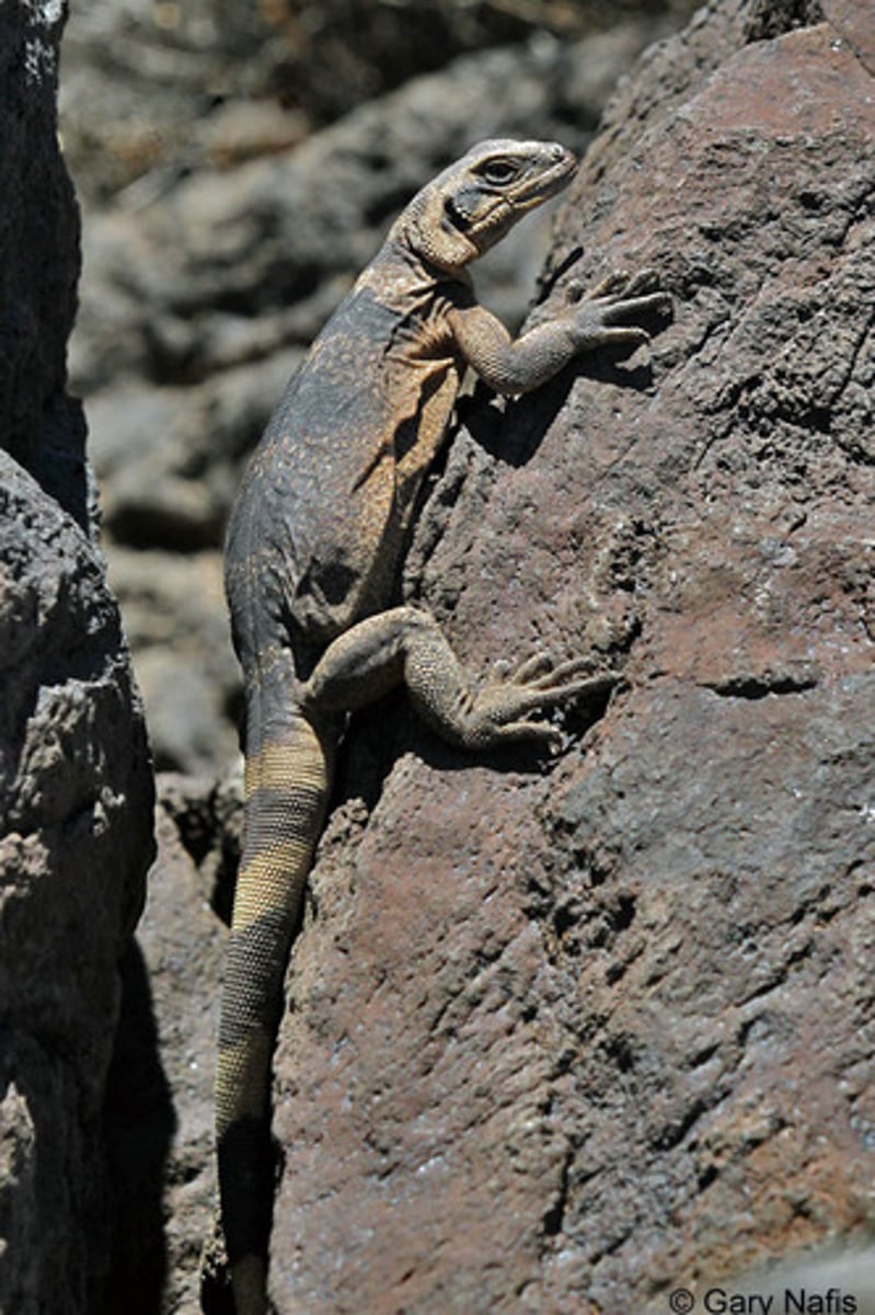 <p>Common Chuckwalla</p>