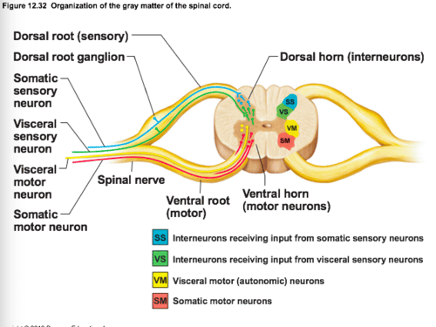 <p>long bundle of nervous tissue extending from medulla oblongata --&gt; lumbar region, surrounded by vertebral column<br>- grey matter is INSIDE/CENTER of spinal chord<br>- white matter surrounds it; bringing info up to cortex &amp; back down to muscles<br>- SOMATOSENSORY information goes IN to the spinal chord<br>- MOTOR information goes OUT to muscle<br>- communication/synapsing between the 2 occurs in the grey matter<br>- also involved in REFLEXES</p><ul><li><p>usually white matter is inside</p></li></ul>