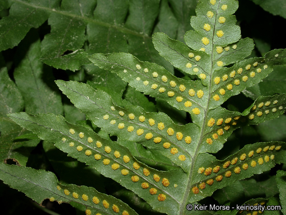 <p>California Polypody fern</p>