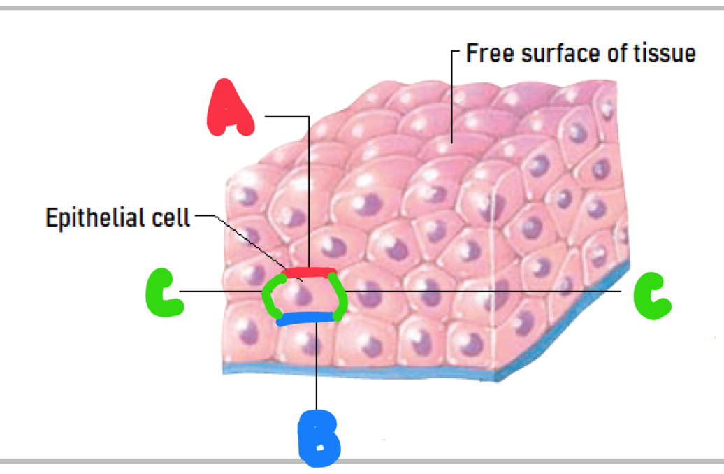 <p>Name the different surfaces of an epithelial cell. </p>