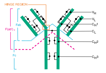 <p>Results in cleavage of the susceptible bond on the N-Terminus side of the inter-heavy chain disulfide bridges, producing of two Fab fragments and one Fc fragment. </p>