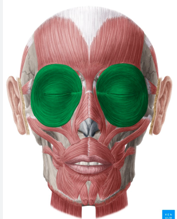 <p>Origin: Frontal bone and maxilla</p><p>Insertion: Skin of the eyelids</p><p>Action: Closes eyes: blinking, winking, squinting.</p>