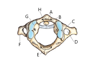 <p><span>The structure labeled A is:</span></p>