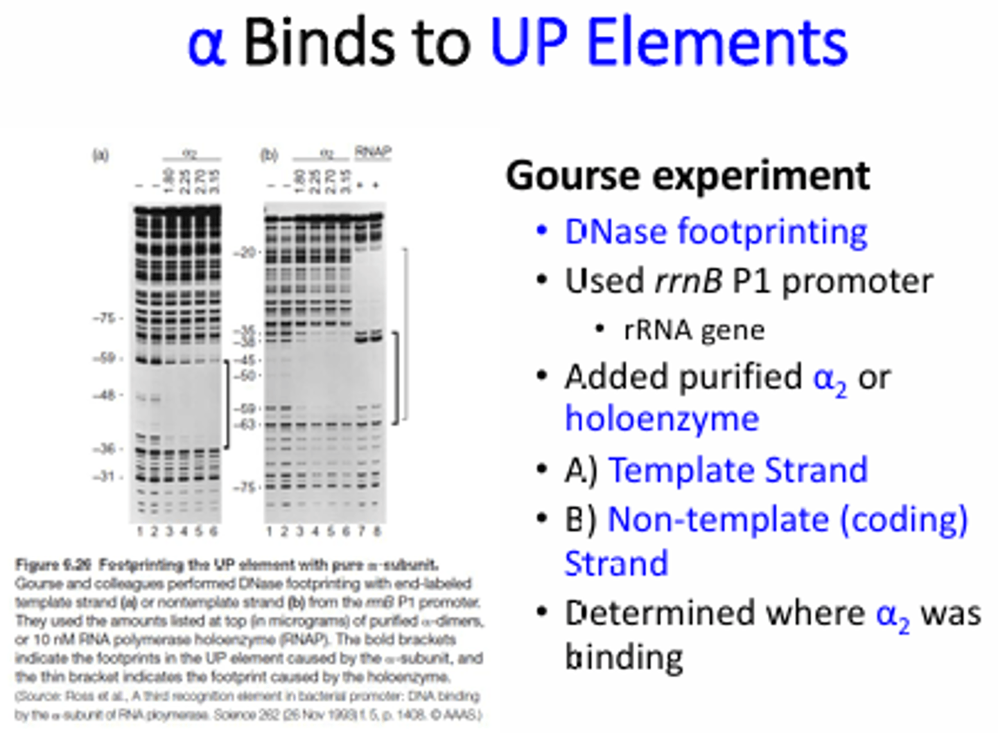 <p>-40 and -60 on the template and coding strands ("UP" elements). There are 2 alpha subunits in the RNA pol core enzyme so each binds to one strand of the DNA.</p>