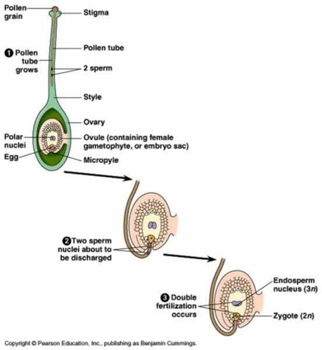<p>This process involves the joining of a female gametophyte with two male gametes ; the fertilization process characteristic of flowering plants, in which one sperm cell of a pollen grain fertilizes an egg cell while a second fuses with two polar nuclei to produce a triploid body that gives rise to the endosperm</p>