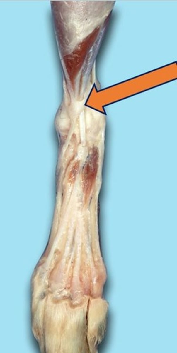 <p>Pertaining to the lower rear legs of an animal.</p>