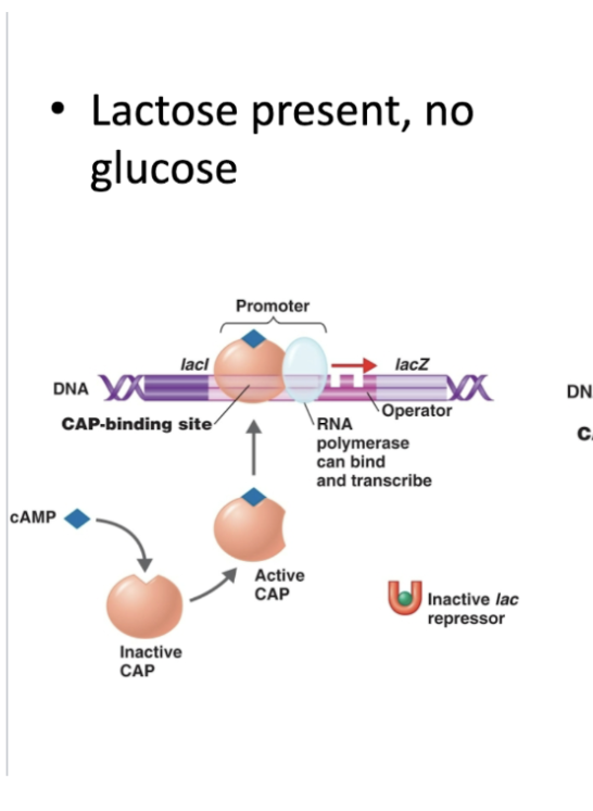 <ul><li><p><strong>cAMP levels rise</strong> ↑</p></li><li><p>cAmp binds to <strong>CAP</strong>→ cAmp-CAP complex</p></li><li><p>complex binds near !<strong><u>PROMOTER</u></strong></p></li><li><p>RNA polymerase binds so</p></li><li><p>Lac operon turns <strong>on</strong> for <strong>lactose metabolism.</strong></p></li></ul><p></p>
