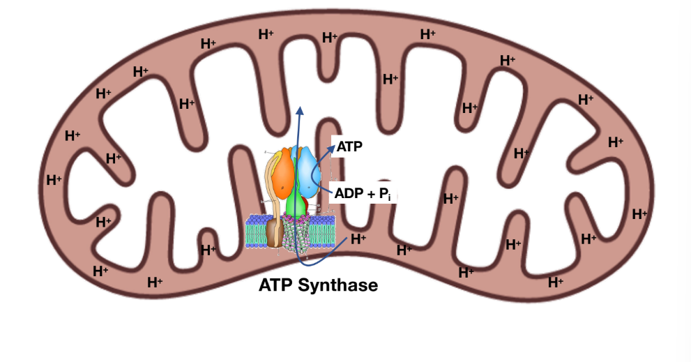 <p>Oxidative phosphorylation </p>