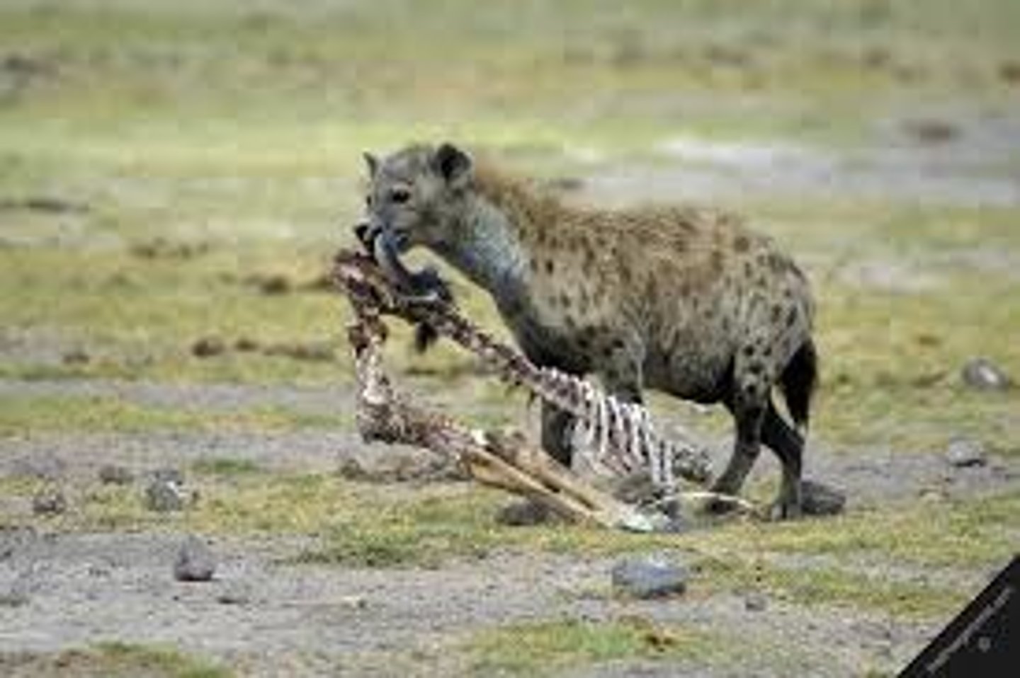 <p>A carnivore that feeds on the bodies of dead organisms</p>