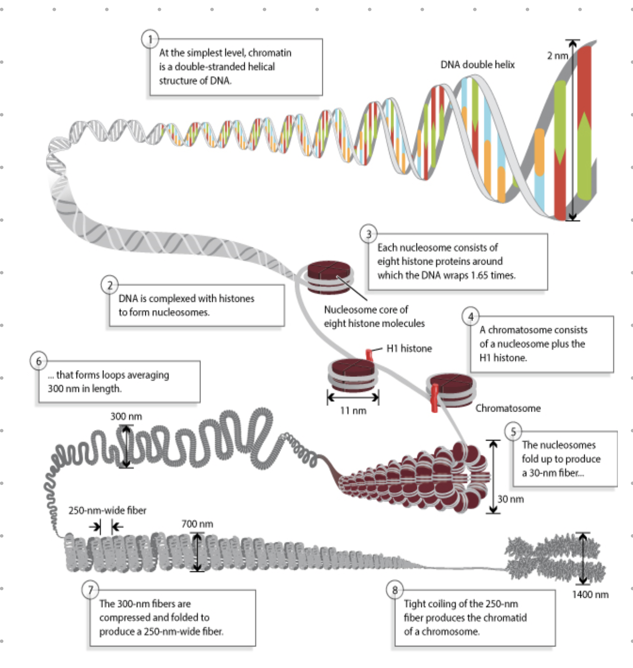 <ul><li><p>much more genetic material to copy</p></li><li><p>much slower</p></li><li><p>many ORI sites - not all are activated in each round of replication, but enough need to be activated to copy all chromosomes entirely</p></li><li><p>regulated to ensure rep only once per cell cycle</p></li></ul><p></p>