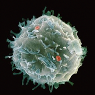 <p>What is a stem cell?</p>