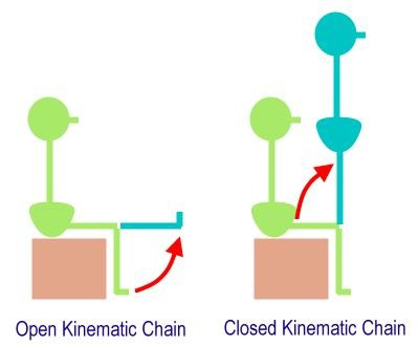 <p>Distal segment free to move independently.</p>