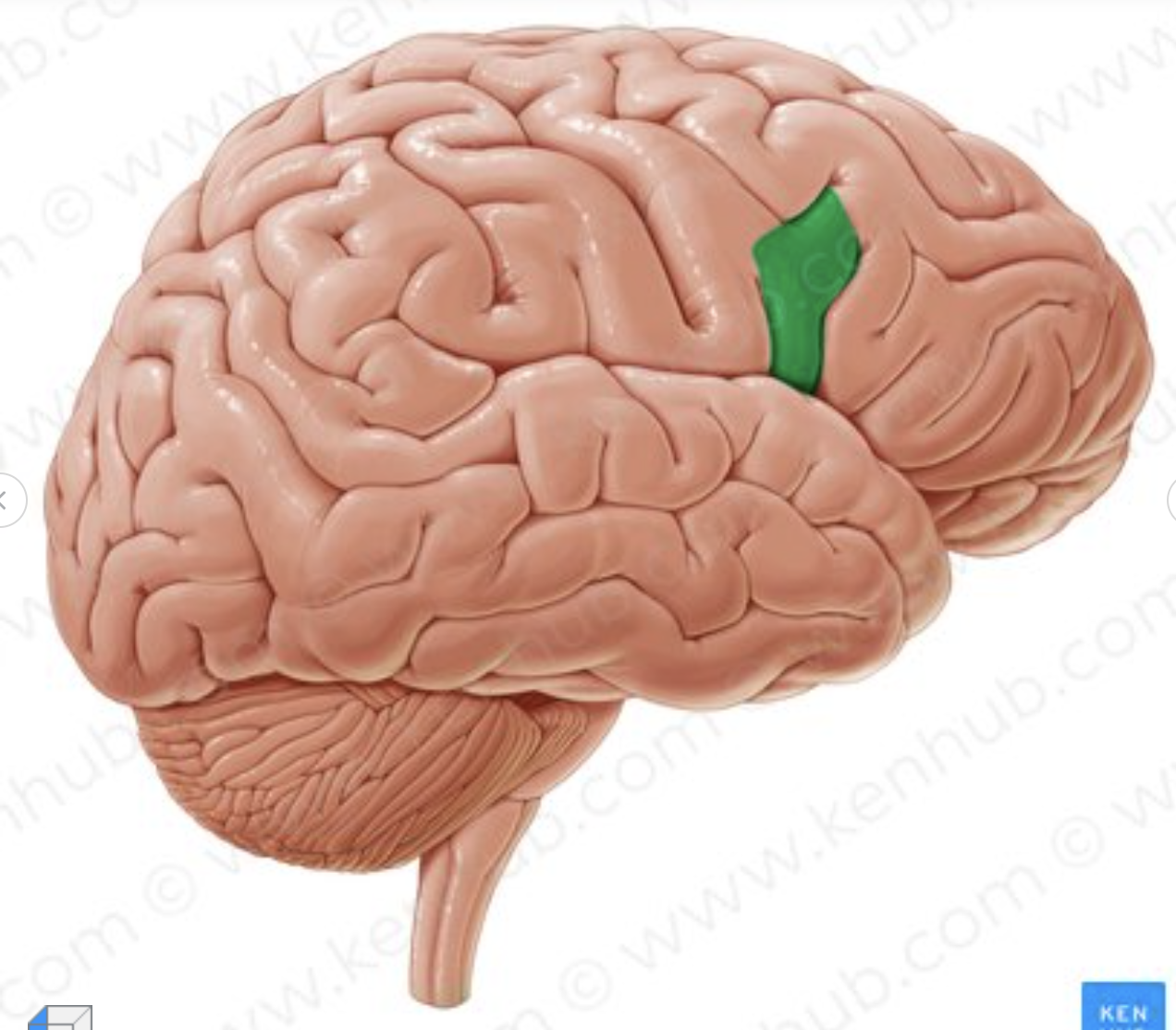 <p>What part of the inferior frontal sulcus is in green?</p>