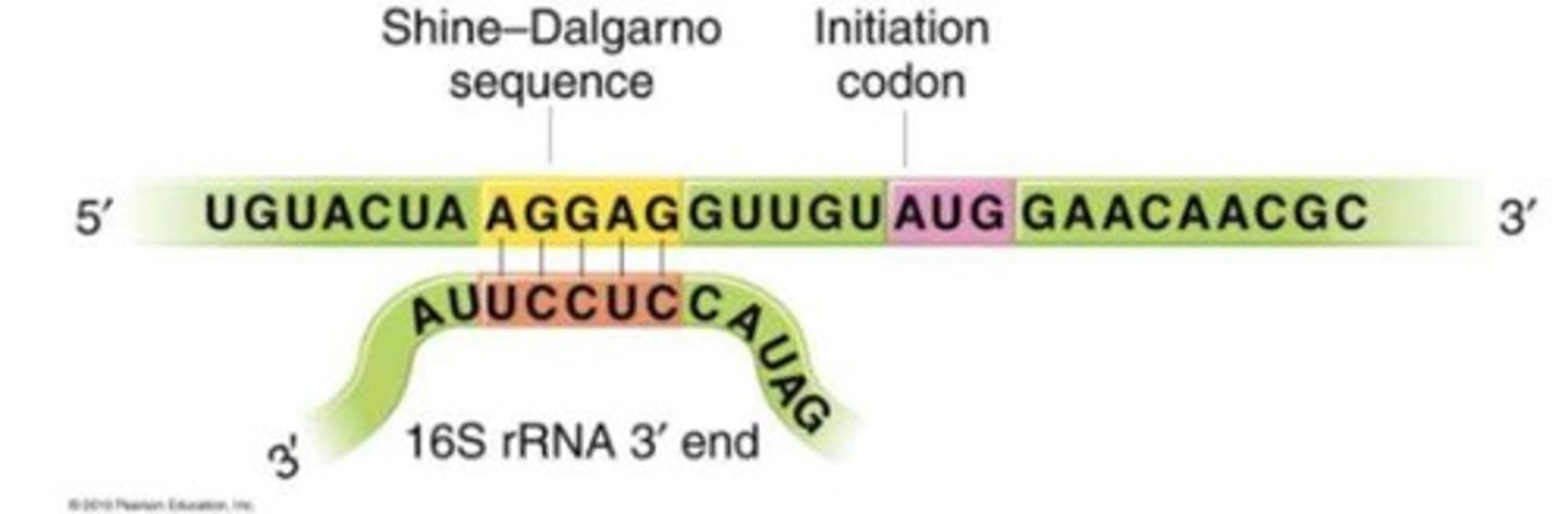 <p>tRNA has an anticodon loop that pairs with mRNA codon and a 3' end that has the amino acid attachment site.</p>