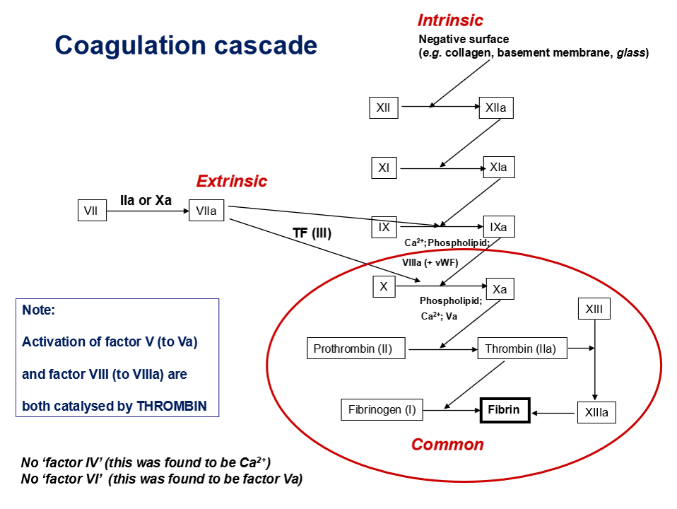 <p>what is the purpose of coagulation cascade</p>