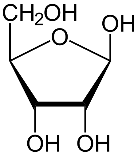 <p>Een suiker met 5 koolstoffen (pentose), zorgt voor verbinding van adenine met de fosfaatgroepen</p>