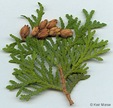 Blade: fan-like needle group
Reproductive: small/bunched cone grouping
Bark: stringy shready grey bark