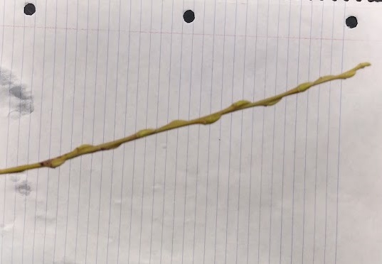 <p>terminal absent, appressed to stem, rater slender, light yellow-green to brownish twig</p>