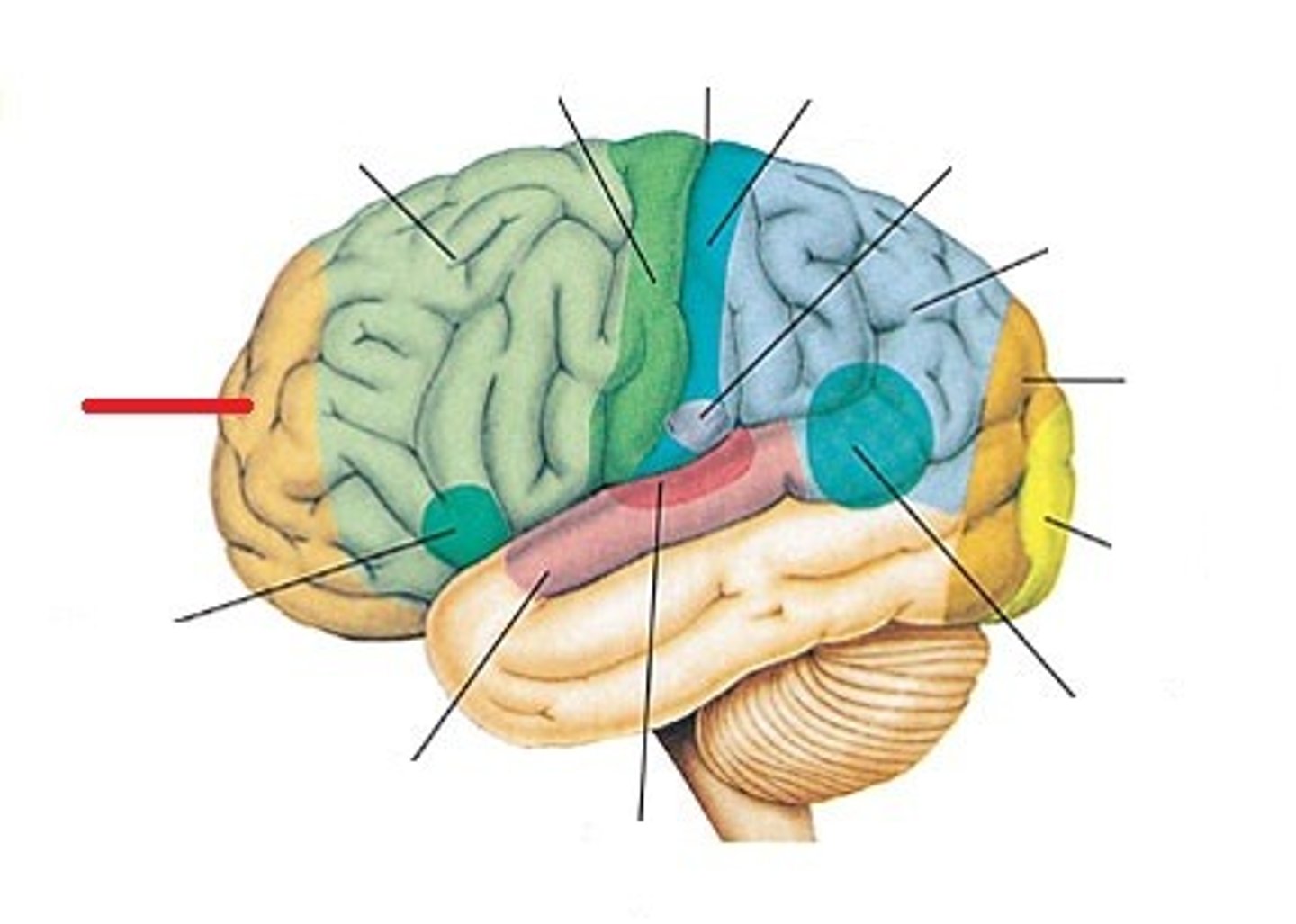 <p>location: frontal lobe<br>function: decision making, personality expression</p>