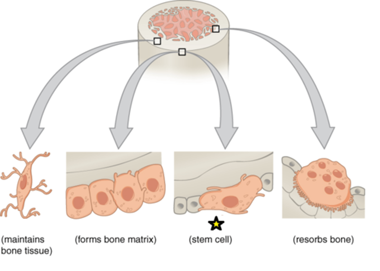 <p>Undifferentiated cell with high mitotic activity; the only bone cells that divide; they differentiate and develop into osteoblasts</p>