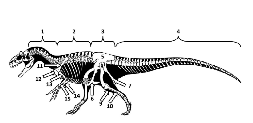 <p>What is the fourth bone structure called?</p>