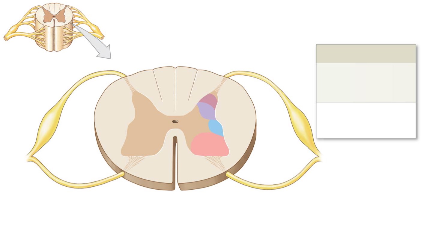 <p>Anterior (ventral) root</p>