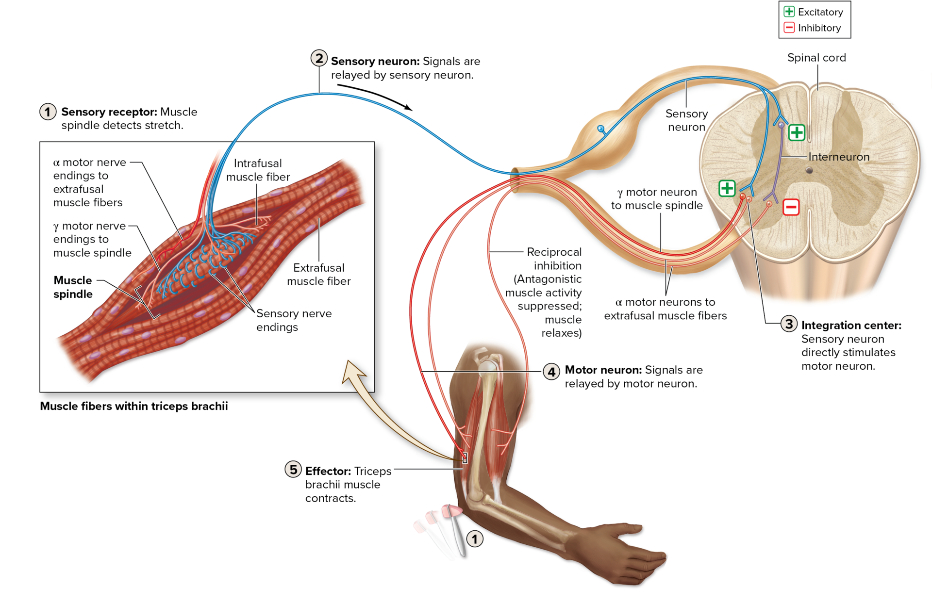 <p>Integration Region of the CNS (Processing Site)</p>