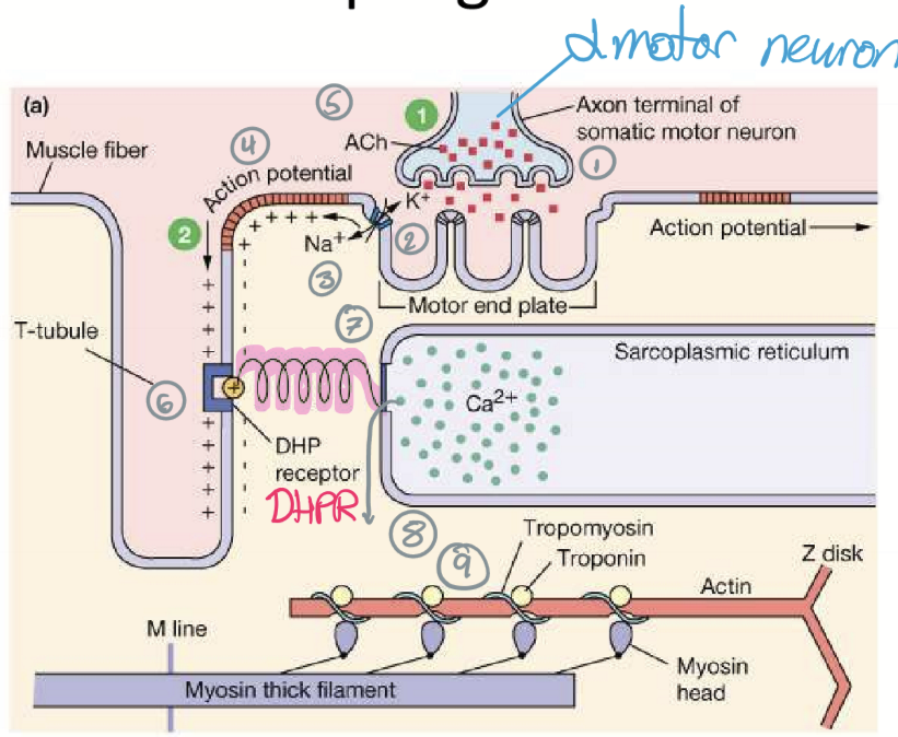 <ol><li><p>ACh released from somatic motor neuron</p></li><li><p>nAChR open</p></li><li><p>Motor end-plate potential</p></li><li><p>Action potential forms inside sarcolemma </p></li><li><p>ACh is degraded while Dihydropyridine receptor (DHPR) is activated </p></li><li><p>DHPR opens Ryanodine (RyR)</p></li><li><p>Ca is released and binds to tropomyosin </p></li><li><p>Crossbridge cycling (more Ca present causes a stronger contraction)</p></li></ol><p></p>