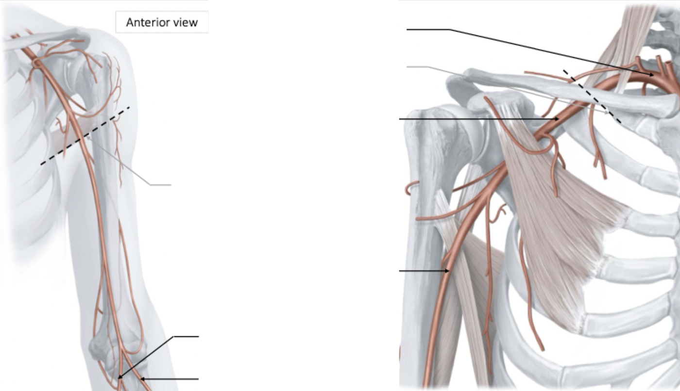 <p>Upper limb blood supply</p>