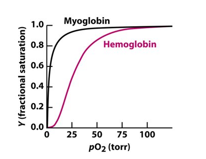 <p>Myoglobin can bind 1 oxygen molecule</p><p>Haemoglobin can bind to 4 oxygen molecules</p>