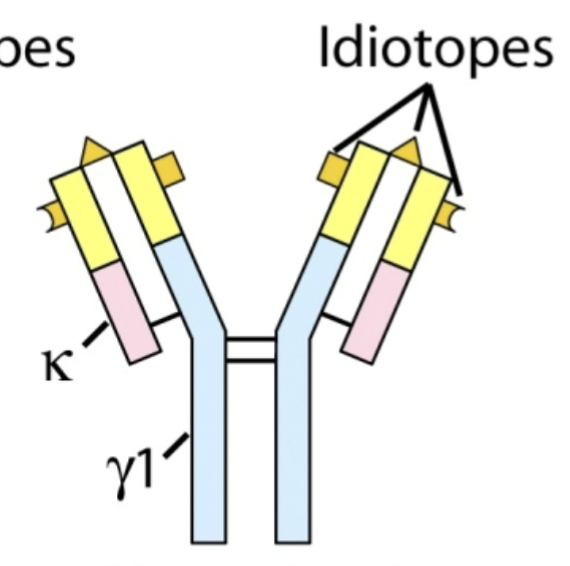 <p>Idiotope</p>