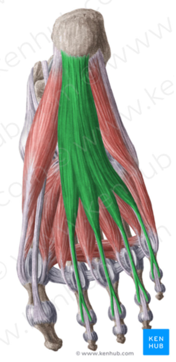 <p>O: onderzijde vd tuber calcanei, proximaal deel vd aponeurosis plantaris</p><p>I: Met 4 pezen naar de 2de t.e.m. 4de teen</p><p>W:</p><p>- flecteren vd tenen in het PIP gewricht</p><p>- helpen bij flexie MTP (2 tot 5)</p><p>- ondersteunt het longitudinale voetgewelf</p><p>inn: N. plantaris medialis</p>